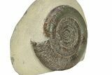 Jurassic Ammonite (Dactylioceras) Fossil - England #279550-1